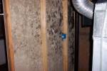2 Mold Grows in walls